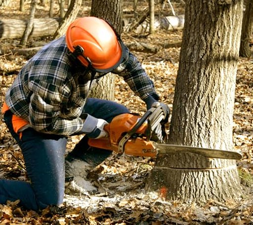 Tree Removal in East Dixfield, ME